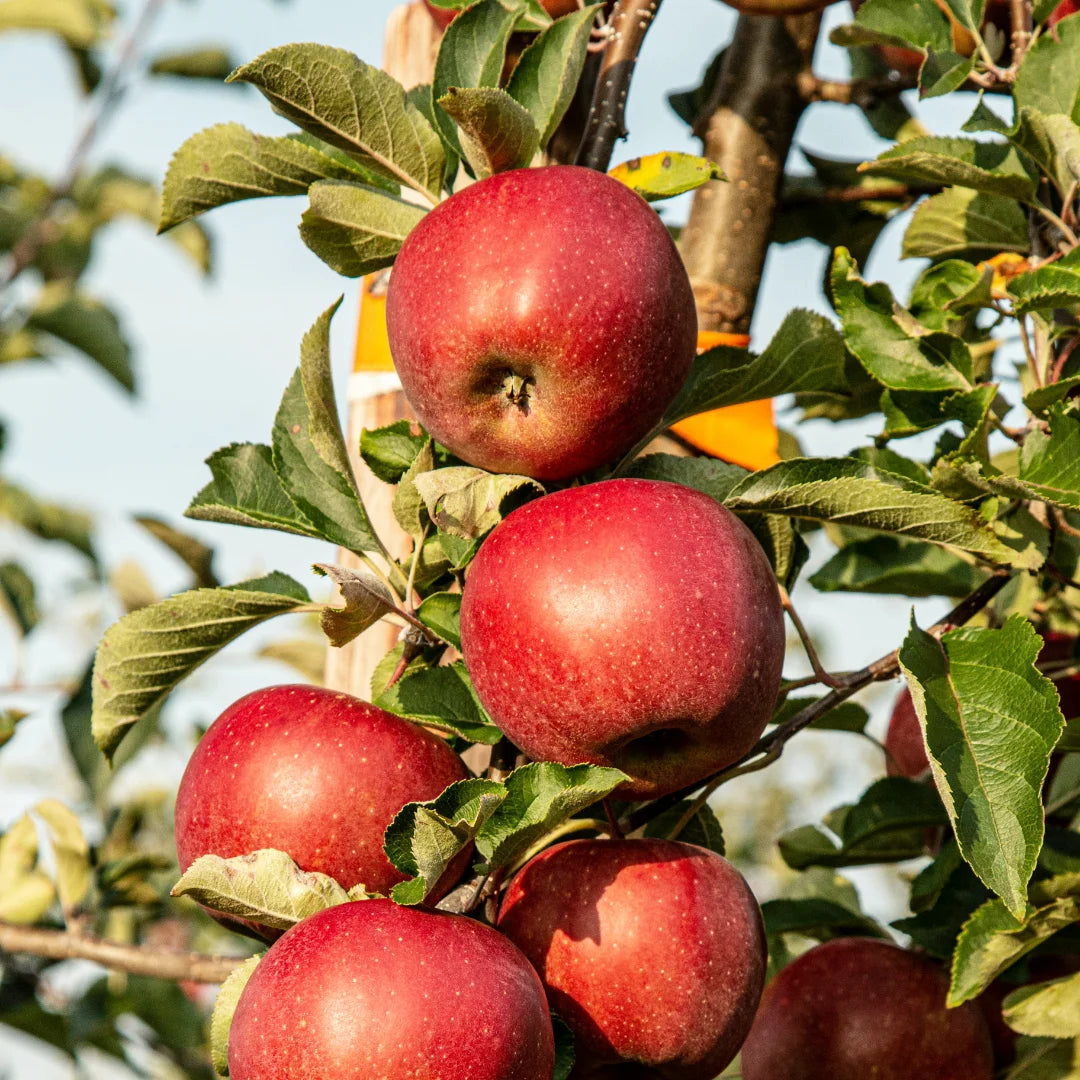 Leni's Organic Apple Juice - 0.75l