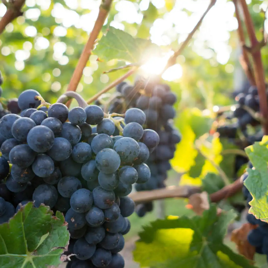 Fruit Vital Tea - 100g