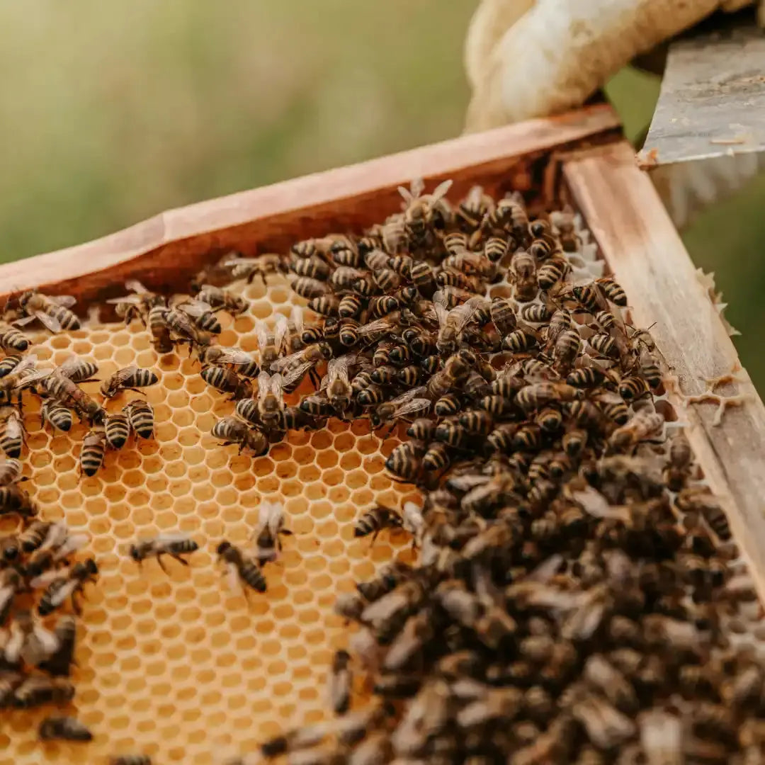 Kastanienhonig - 190g