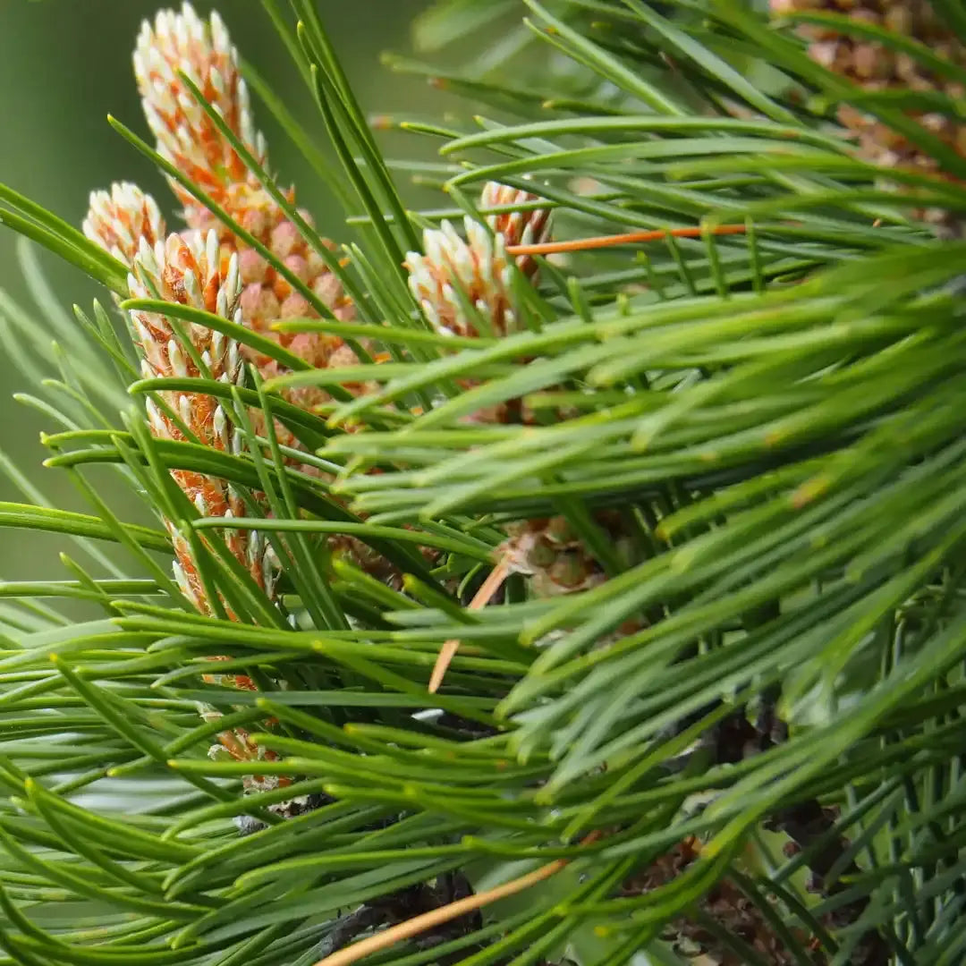 Latschenkiefer Balsam - 80ml Midefa