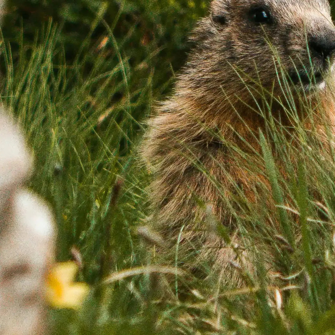 Murmeltieröl Creme - 80ml Midefa