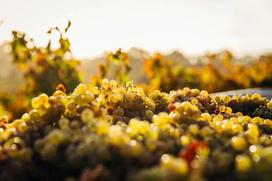 Südtiroler Wein: Tradition, Terroir und Genuss aus den Alpen