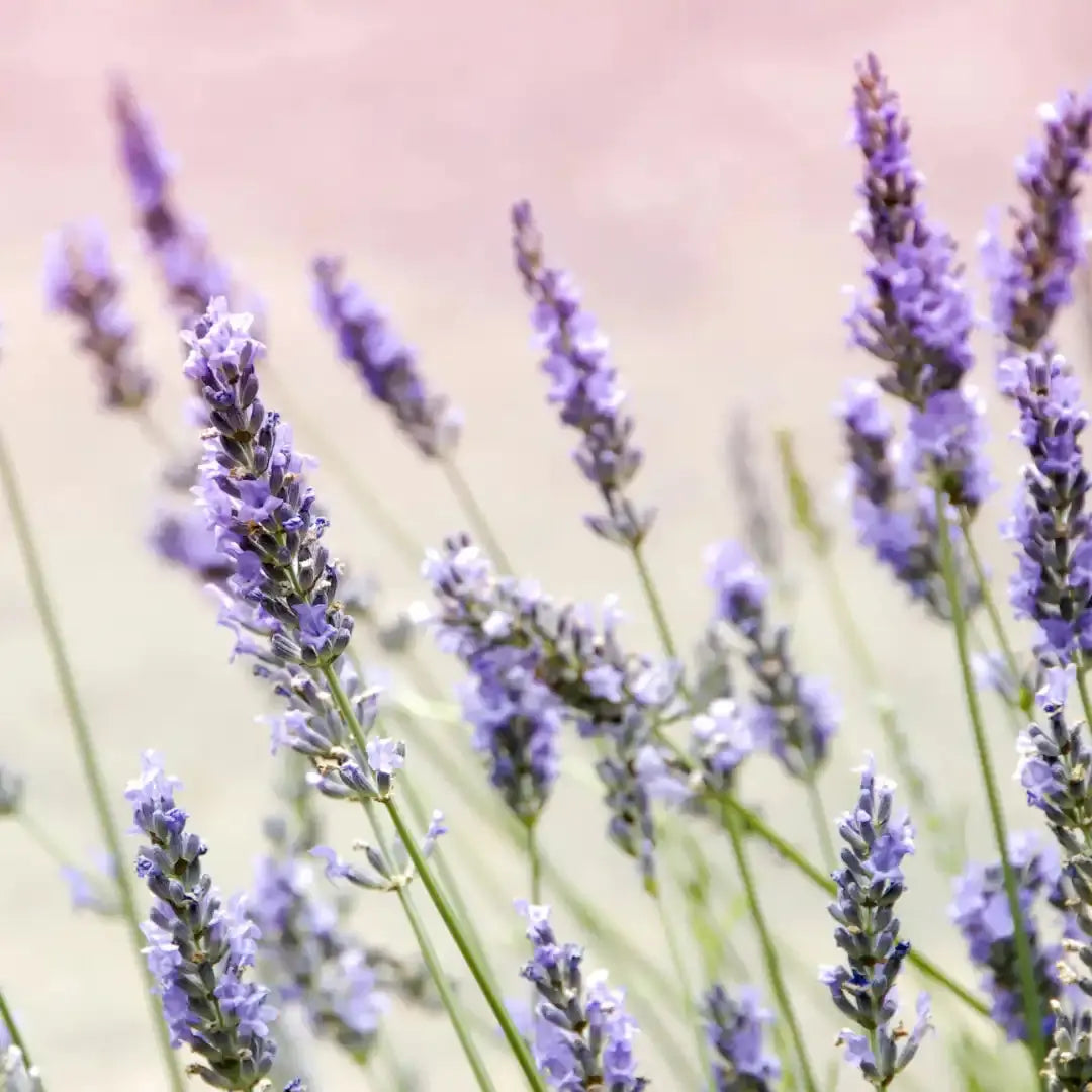 Schafmilchseife Lavendel - 100g Midefa