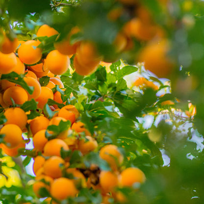 NEU Vinschger Marille - 380g